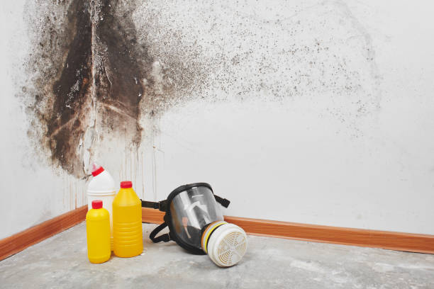 Best Toxic Mold Removal  in Andrews, TX