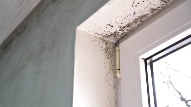 Best Mold Removal Process  in Andrews, TX