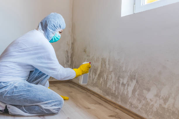 Best Mold Damage Repair  in Andrews, TX