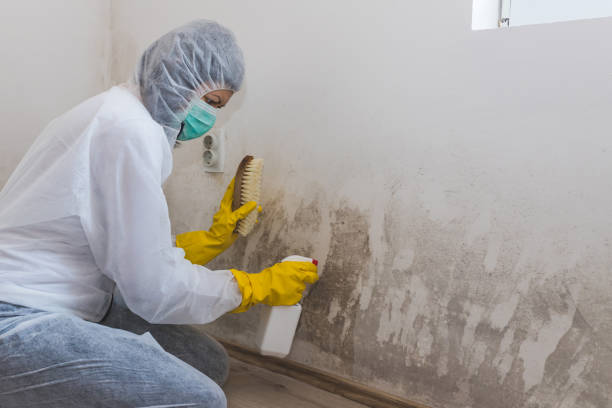 Best Office Mold Removal Services  in Andrews, TX