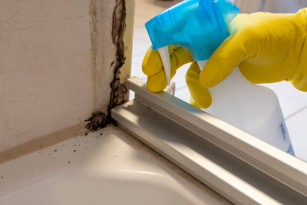 Best Mold Cleaning Services  in Andrews, TX