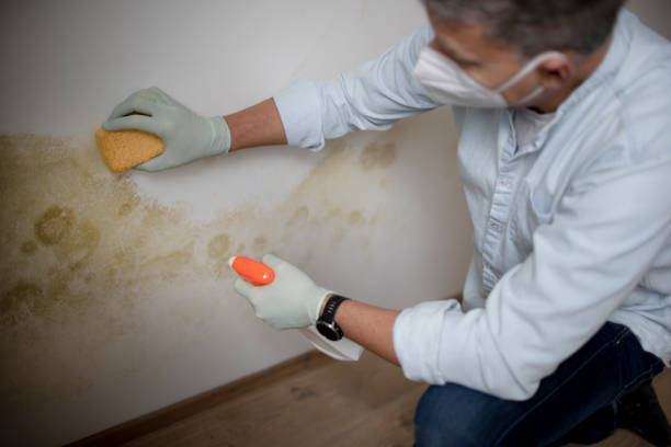 Best Certified Mold Removal  in Andrews, TX