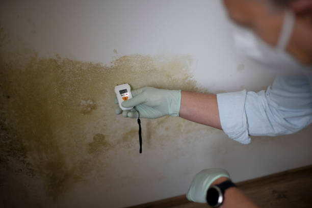 Best Certified Mold Removal  in Andrews, TX