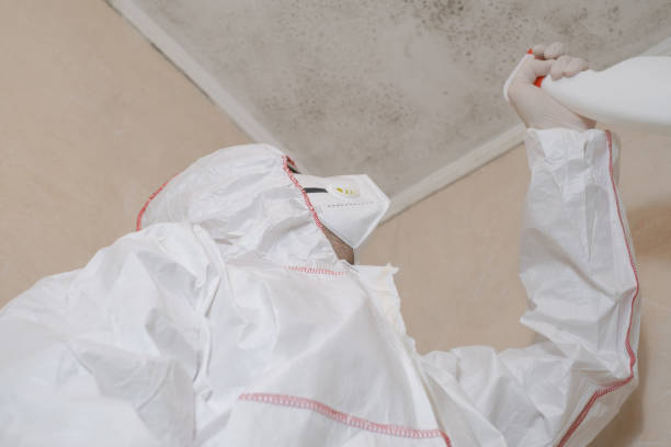 Best Local Mold Removal Service  in Andrews, TX