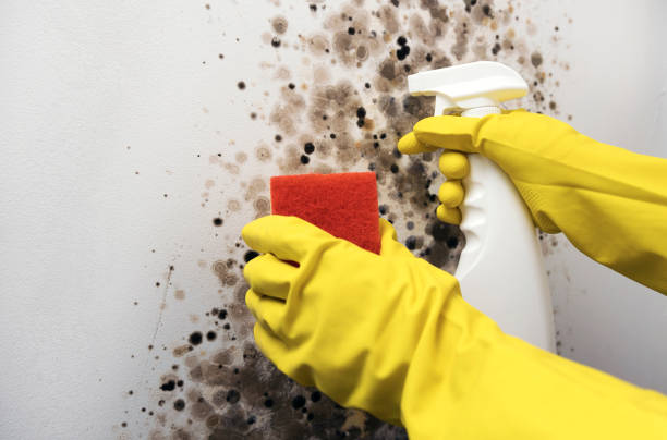 Best Emergency Mold Removal  in Andrews, TX