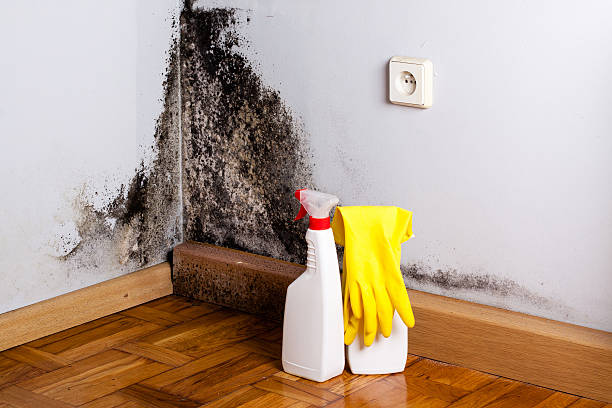 Best Emergency Mold Removal  in Andrews, TX