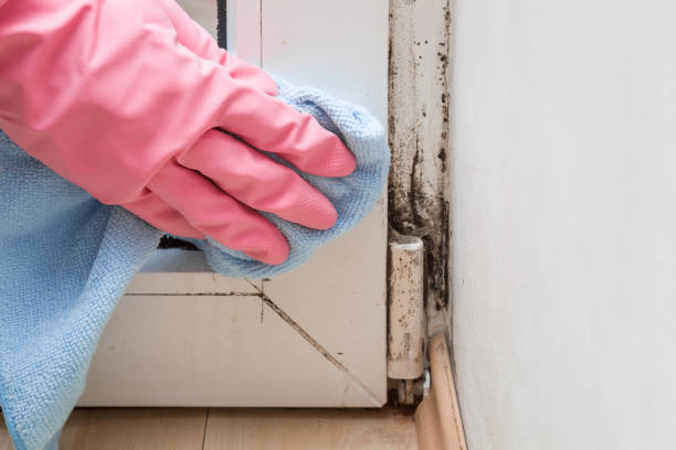 Best Local Mold Removal Service  in Andrews, TX