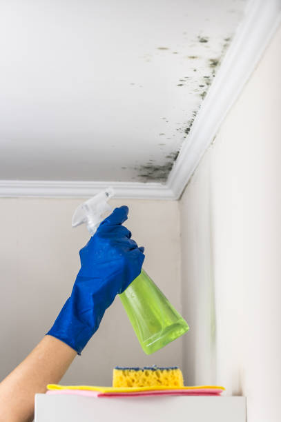 Best Affordable Mold Removal  in Andrews, TX